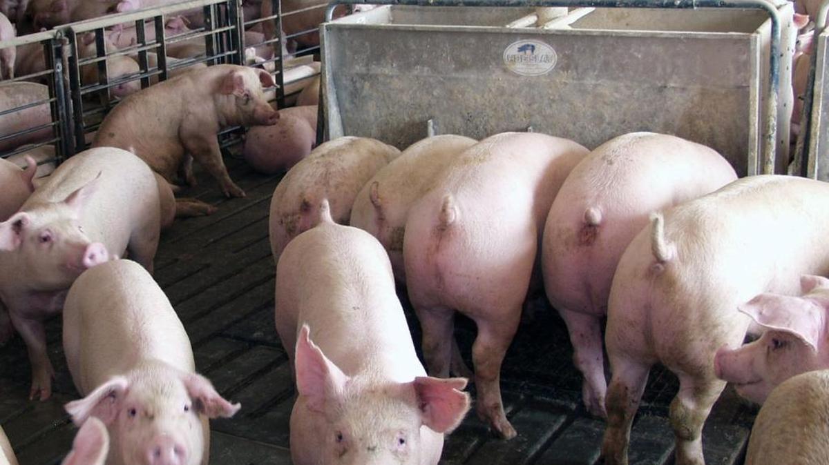 North Carolina is the second-largest swine producing state.