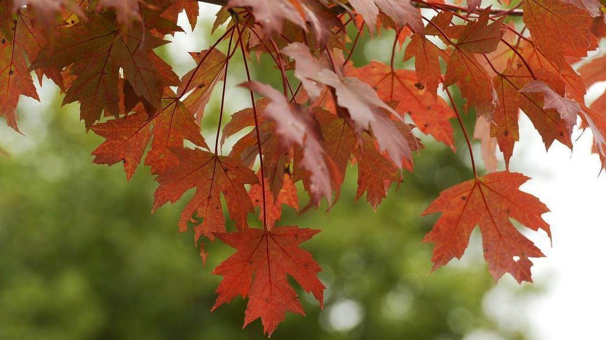 
Leaves on a maple tree in Belmont are beginning to show their fall colors.
