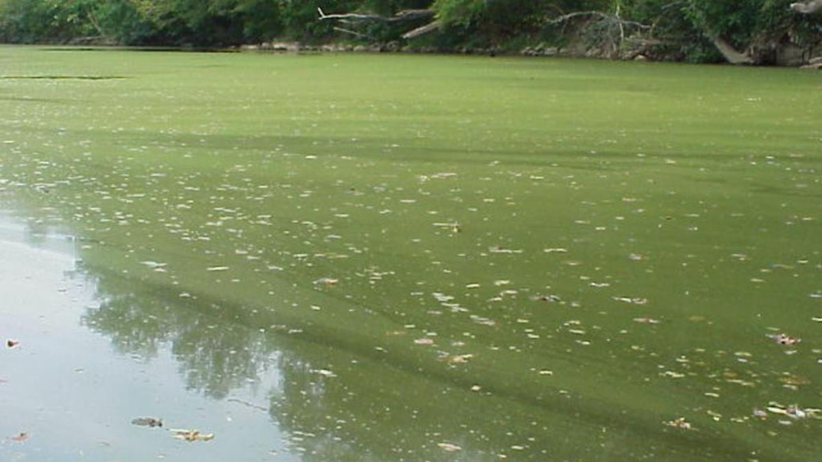 File photo of an algal bloom.