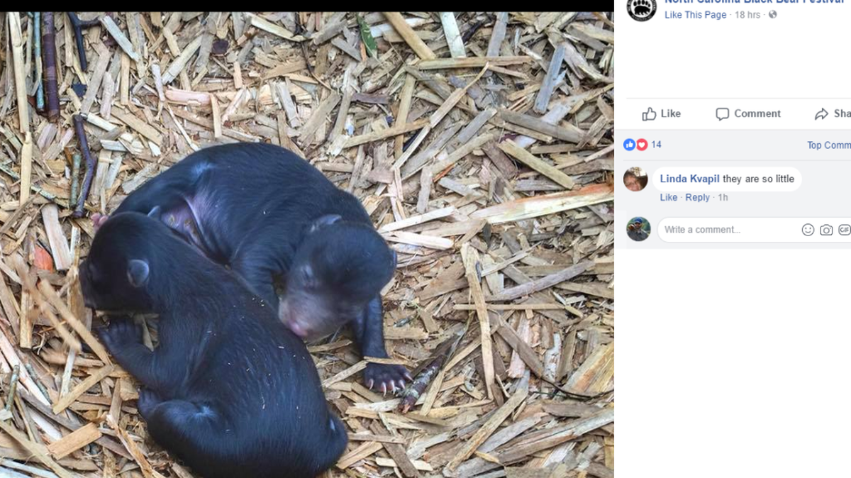 Black bear cubs photographed last week on the coastal plain of North Carolina.