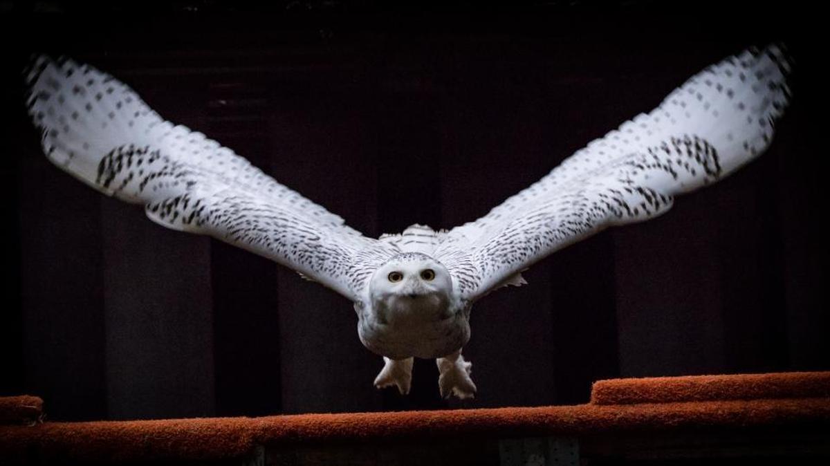 A snowy owl flies inside an outdoor cage at the Carolina Raptor Center. The owl has been flown to Vermont for release back into the wild.