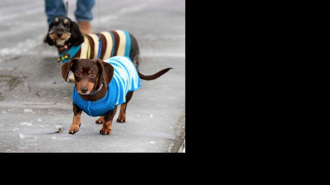 Bret Kilgo of Belmont walks his two dogs Dudley (left), Yoohoo (right), bundled up in their sweaters at Stowe Park in Belmont, Tuesday Feb. 17,2015.