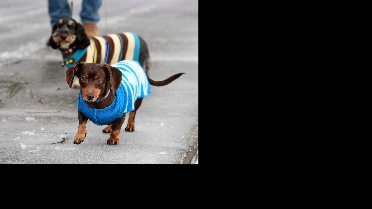 Two dogs go for a walk while bundled up in sweaters.