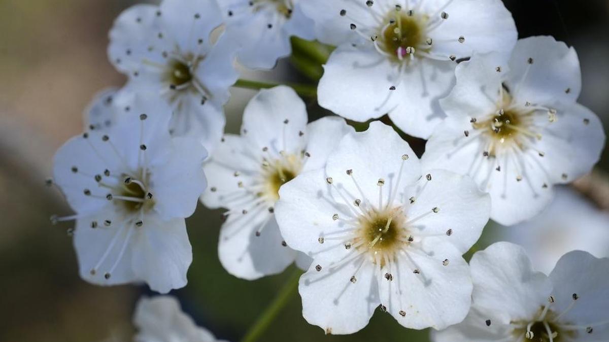After one of the warmest Februaries on record, many flowers and trees like this Bradford pear are in full bloom.