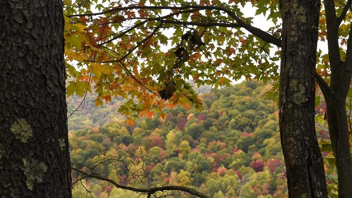 Trees in the Pisgah National Forest along NC-197N were ablaze with color on Wednesday, Oct. 25, 2017. 