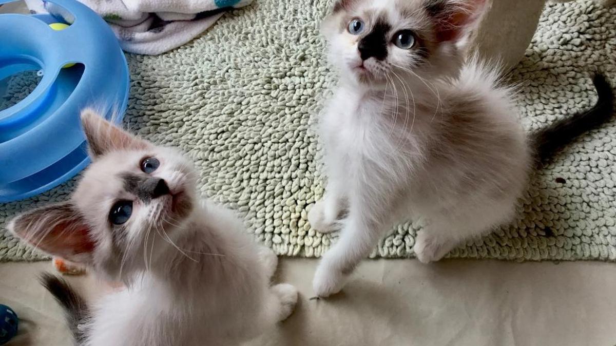 Animal shelters in North Carolina have had outbreaks of a contagious cat virus, feline panleukopenia, this summer.