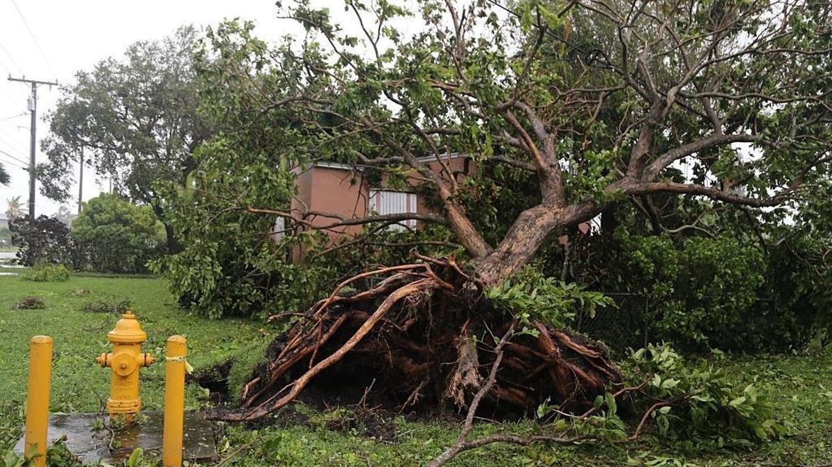 Summertime in the Carolinas often comes with violent storms that have the potential to down generations-old trees.
