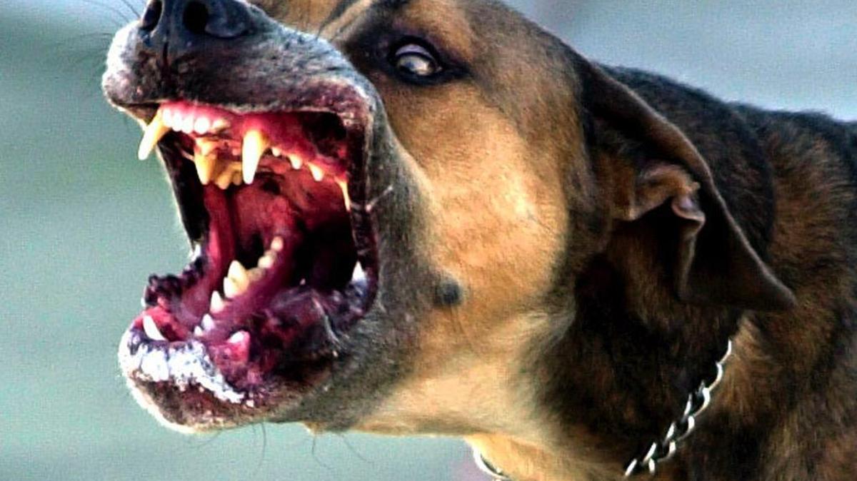 Shown in this 2001 photo is a dog of Great Dane and pit bull mix at the Winter Garden, Fla., animal shelter.