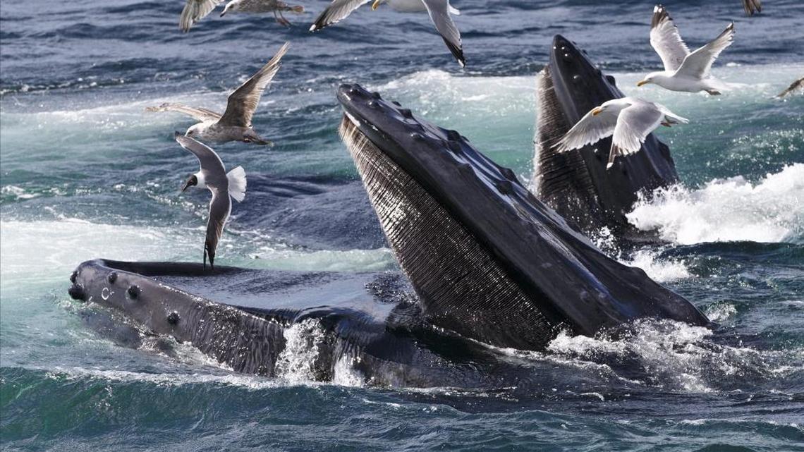 Humpback whales, like this one feeding off Cape Cod, are among 34 marine mammal species that could be affected by seismic surveys in the Atlantic.