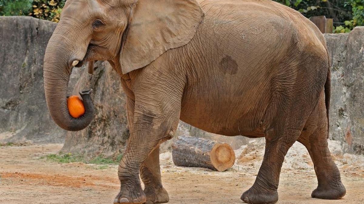 Penny, an African elephant at Riverbanks Zoo, was euthanized on Thursday after falling .