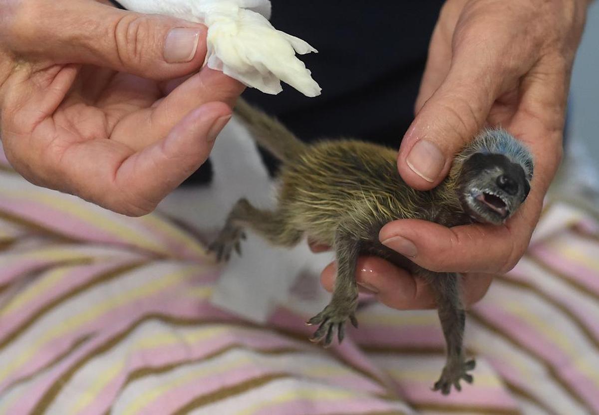 A three-week-old raccoon is pictured at the Stanislaus Wildlife Care Center in Hughson, Calif., in May 2016.