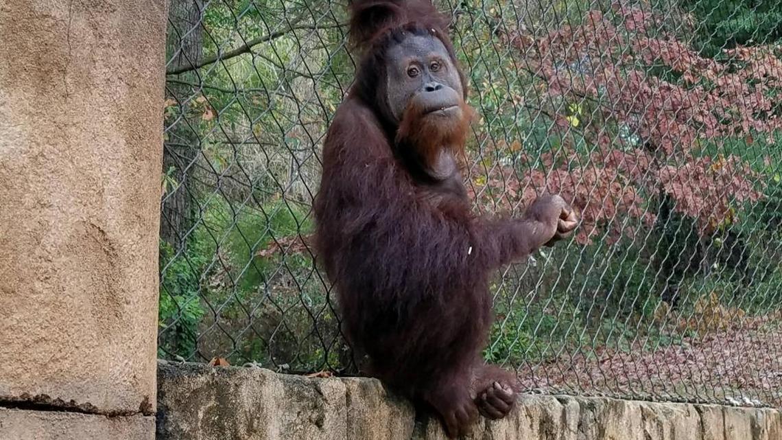 Kumar the orangutan bolted again from a South Carolina zoo on Monday