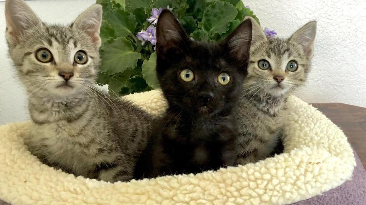 A witness reported a man throwing kittens from a moving vehicle, reported North Carolina media outlets.