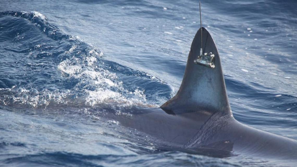 A tracking device attached to a shark’s dorsal fin.
