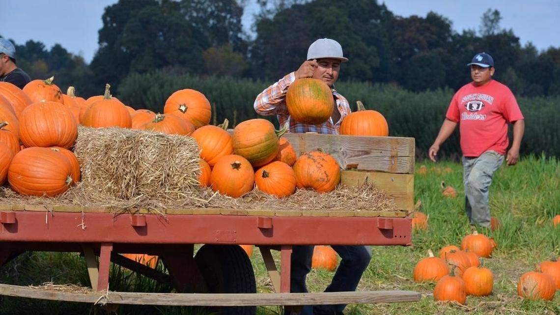 
Extra pumpkins are brought out for the next day’s rush for Halloween pumpkins. Carrigan Farms is a family-owned fifth-generation farm located in Mooresville on over 100 acres. 
