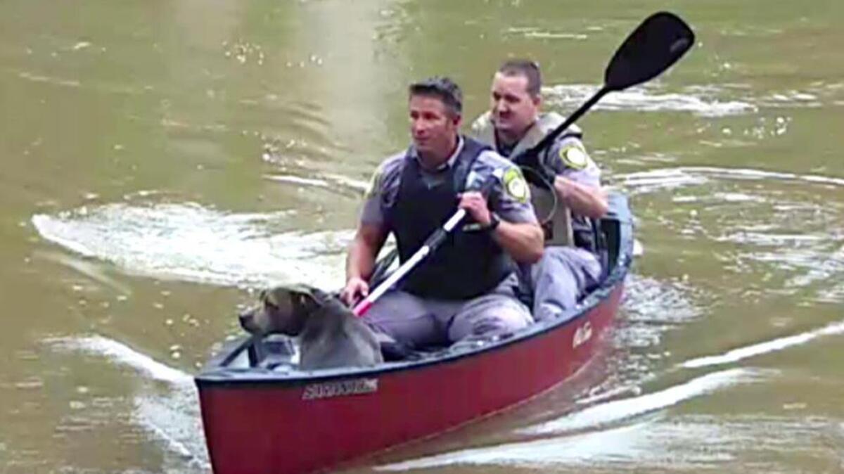 Steven Rector and Joseph Toney, animal care and enforcement specialists with the Gaston County Police, paddle a pit bull to shore after rescuing the frightened dog from the middle of the South Fork of the Catawba River on Friday.