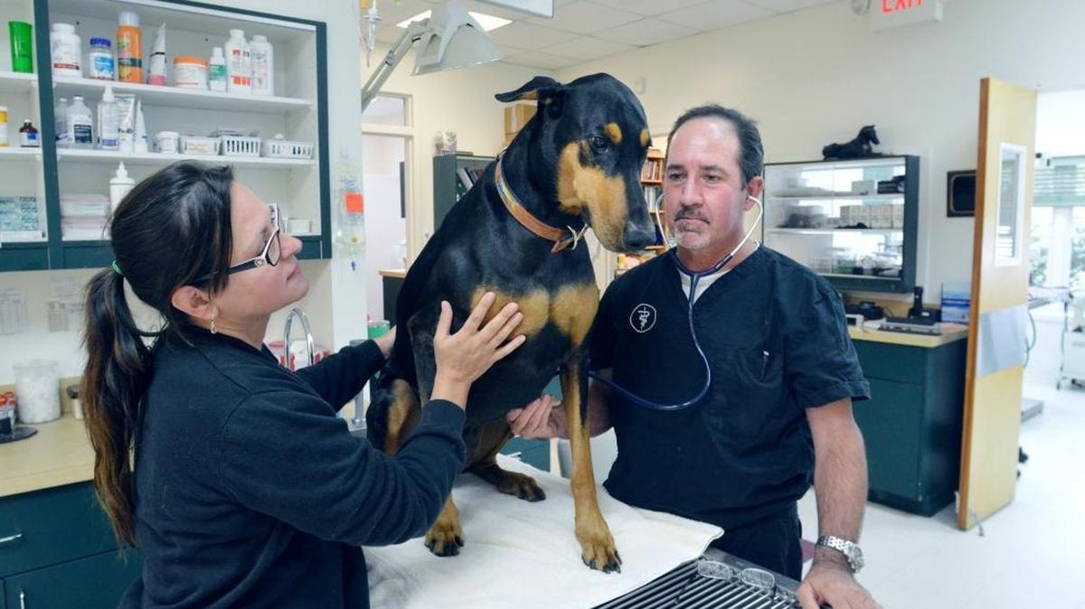Veterinarian Ben Parker of Coastal Veterinary Clinic in Bluffton, S.C., checked the breathing of a Doberman.