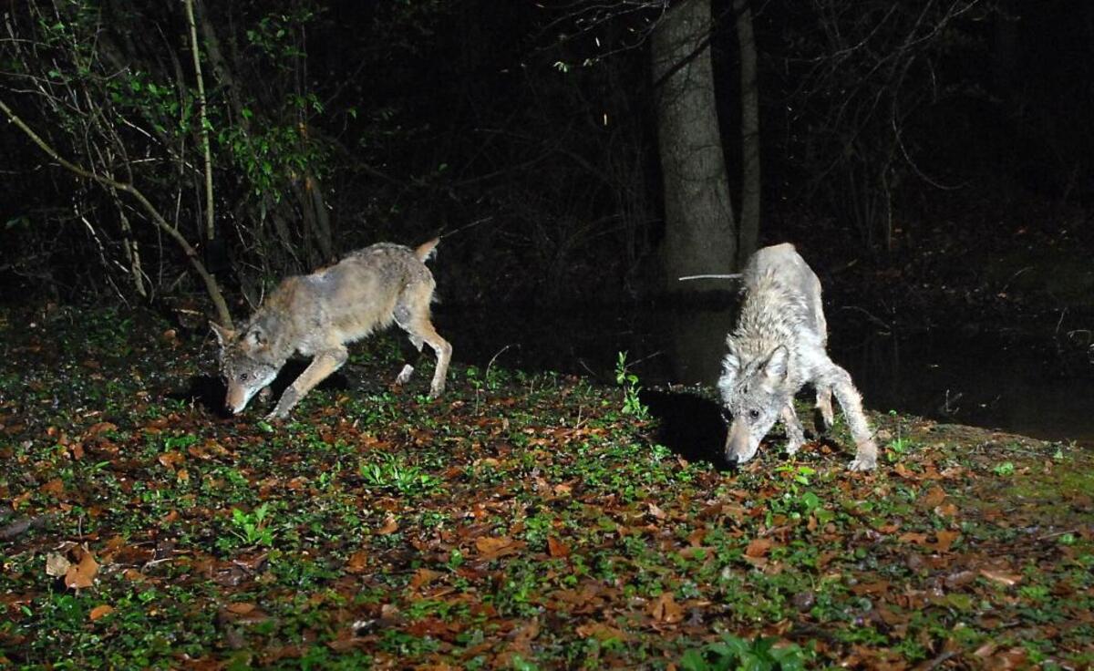Wildlife experts on coyotes offer a number of tips for people if they encounter the animals. For instance, keep your distance and keep pets on a leash.