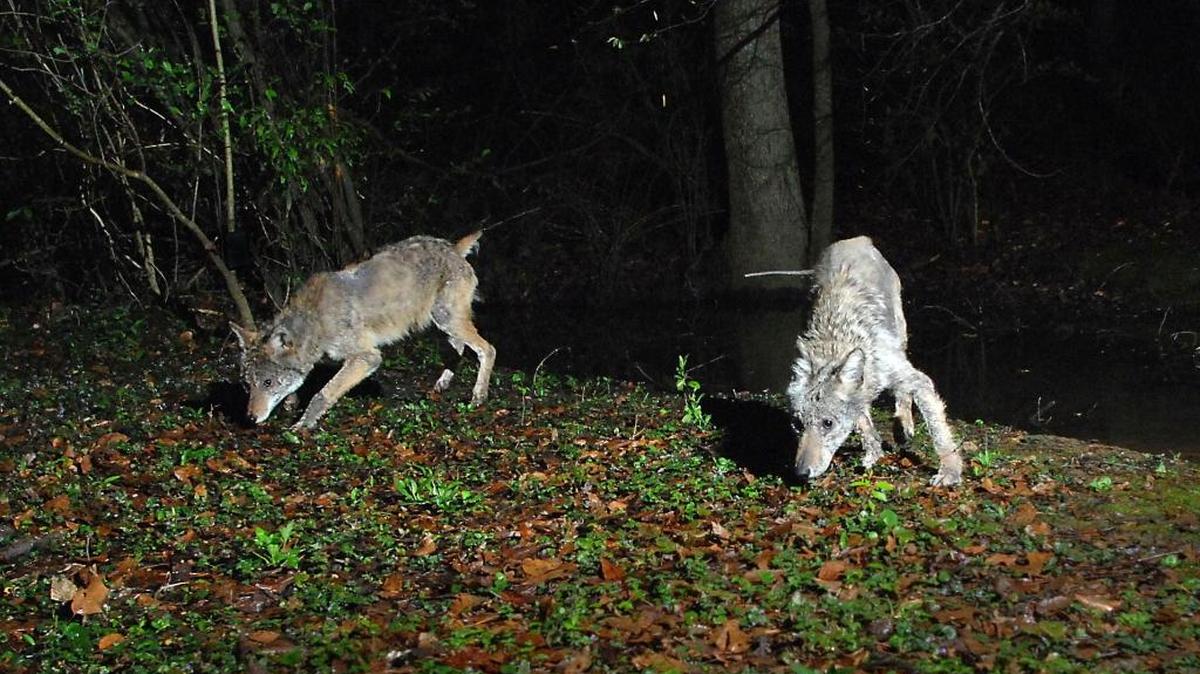 Wildlife experts on coyotes offer a number of tips for people if they encounter the animals. For instance, keep your distance and keep pets on a leash.