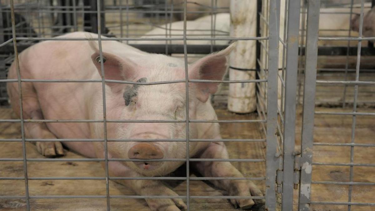 A pig like this was found in the bathroom of the home.