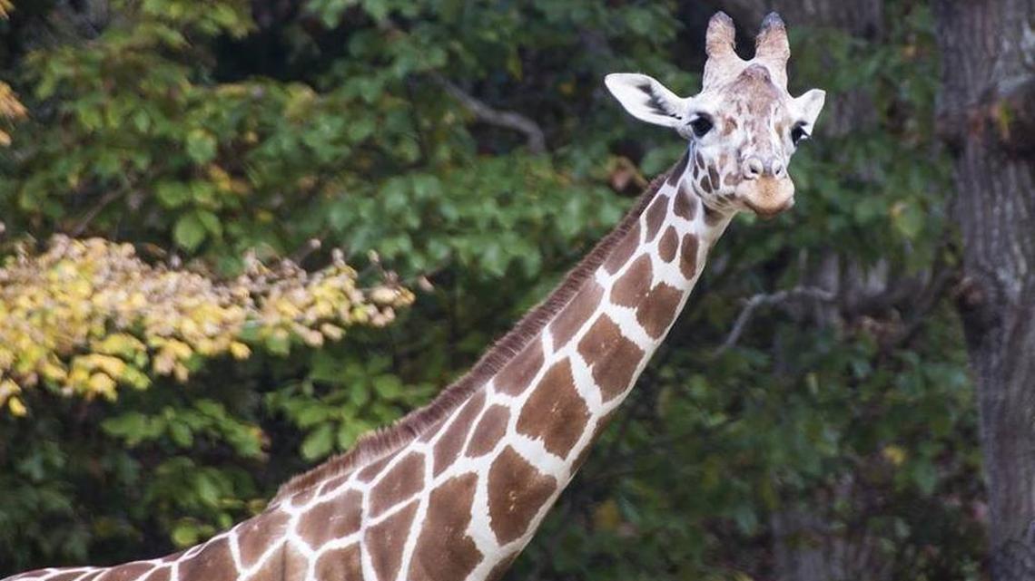 Jamili, a giraffe known for her gentle nature, at the North Carolina Zoo in Asheboro before her death this week.