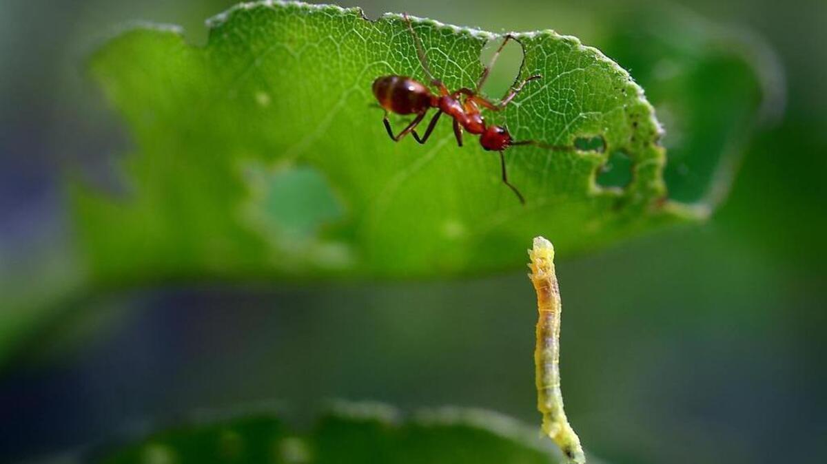 A red ant creeps up to a dangling cankerworm on a Bradford pear tree leaf in west Charlotte on April 9, 2015. The cankerworm quickly rappelled away on its silk before their “face to face” meeting got any closer. The only way to stop the April cankerworm problem is in November or early December by applying a band of paper-like material around the tree and then adding a coat of sticky material. The bands trap the females before they can lay eggs in upper parts of the trees.