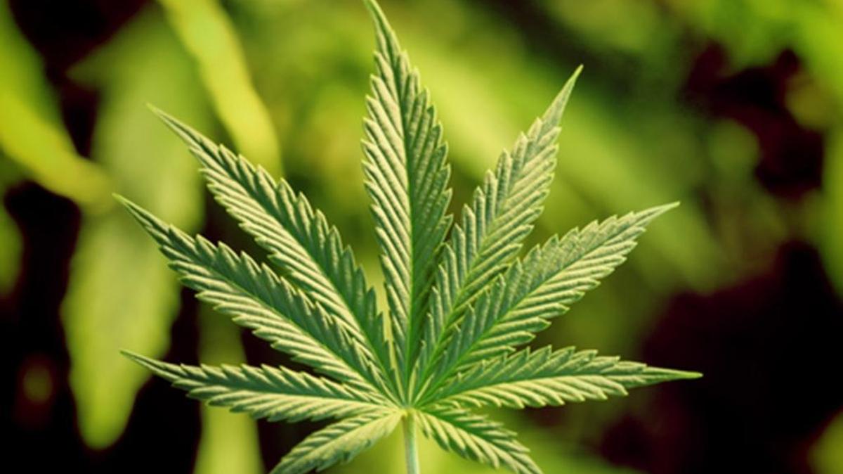 Mariajuana plant