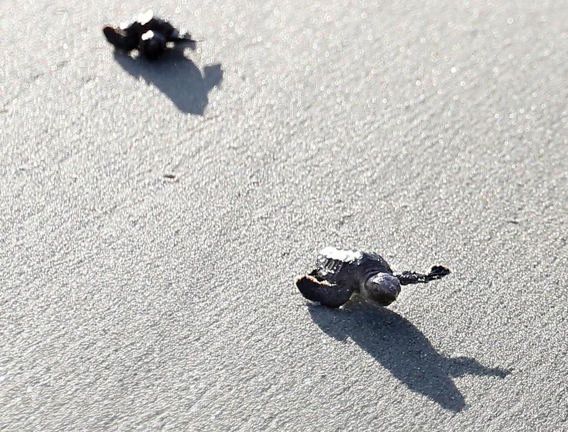 Two loggerhead sea turtles crawl into the ocean after volunteers from S.C.U.T.E. (South Carolina United Turtle Enthusiasts) conduct an inventory of a nest in Murrells Inlet on Monday, Aug. 29, 2016.
