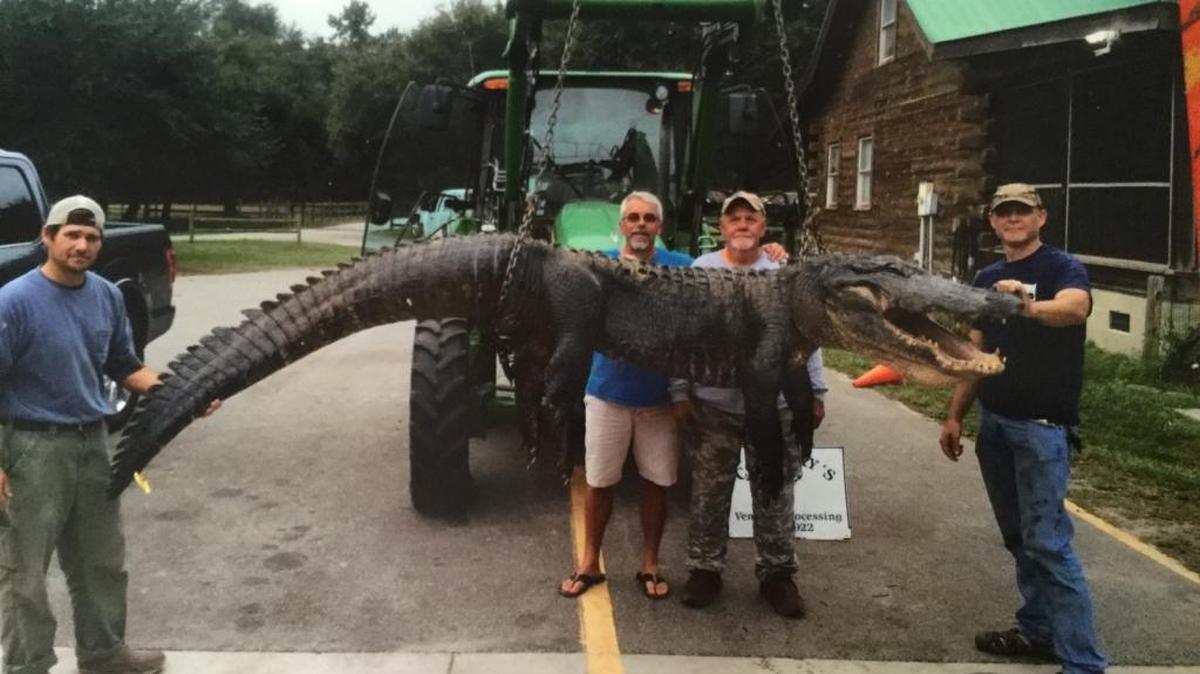 Scott Houston, second from left, and Joe Houston, second from right, of Chester, with a 12 foot 5 inch, 620 pound American alligator that caught while hunting Thursday near the South Carolina coast. At the left and right are hunting guides.