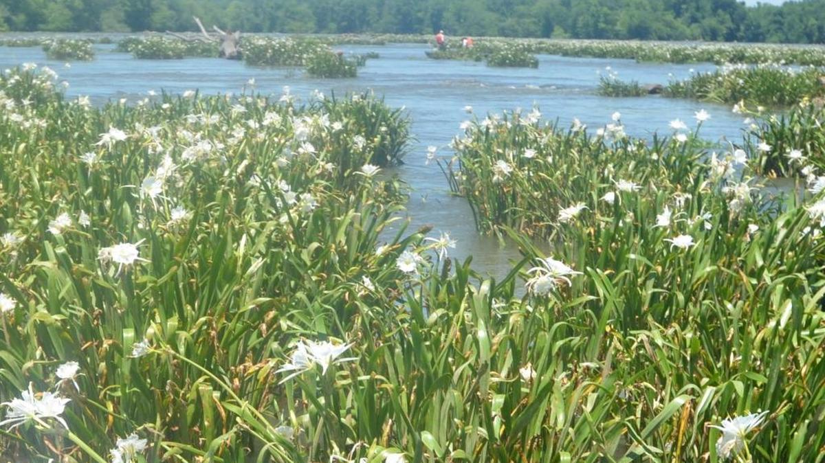 Landsford Canal State Park, known for the rocky shoals spider lily, is one of three places on the Catawba River that are still under health advisories after a July 14 sewage spill in Charlotte.