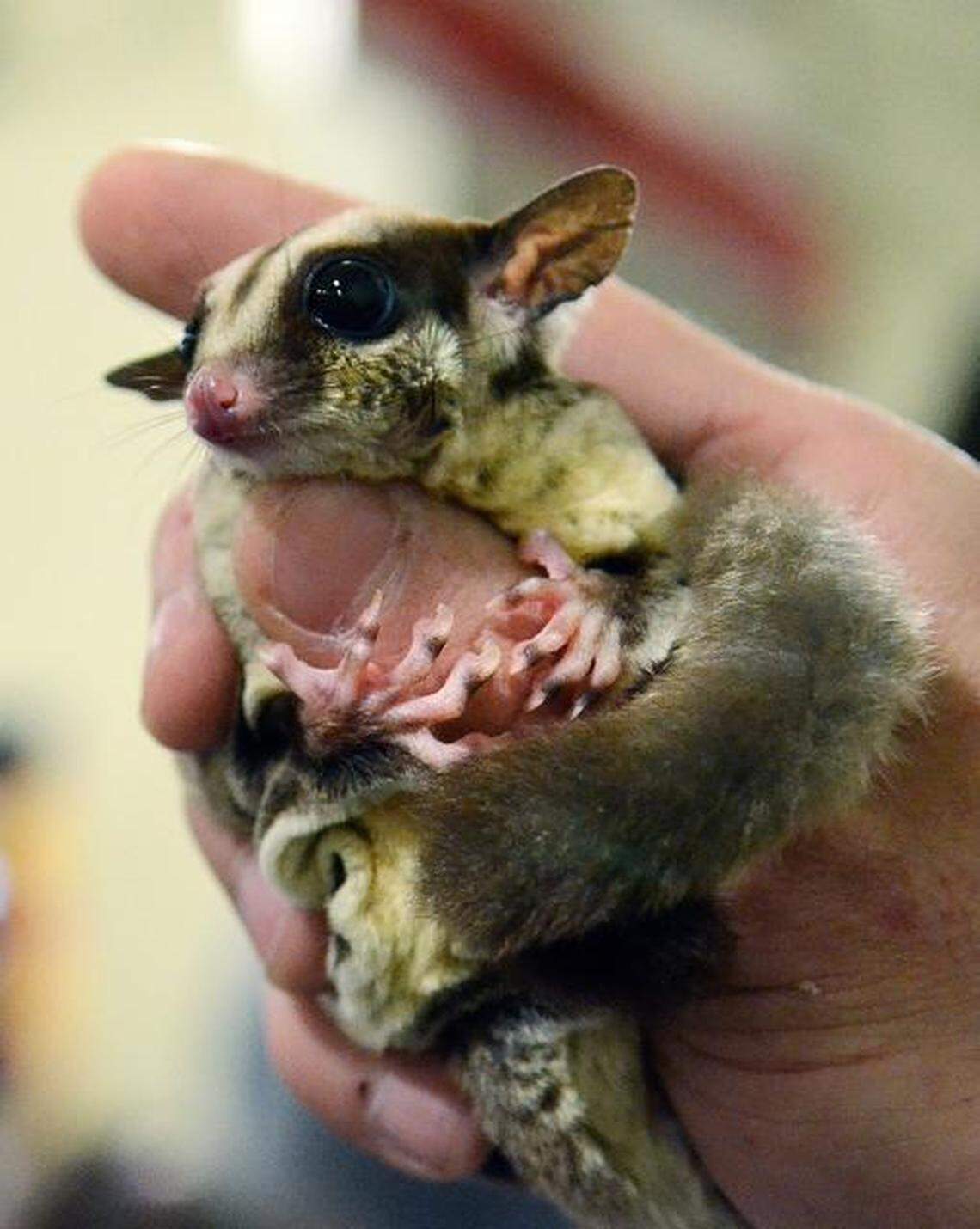 This is a Charlotte Observer file photo of a sugar glide. Experts say they can live 12-15 years.