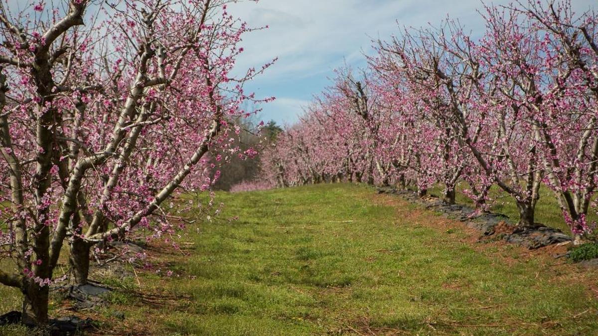 Peach buds are just starting to appear in York County. Last year these trees in Fort Mill were in full bloom by early February.