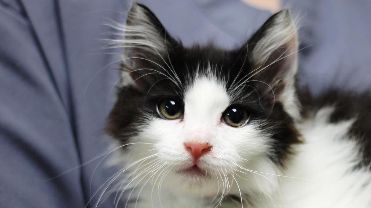 
The Humane Society of Charlotte is offering $20 low cost spay/neuter surgeries during the month of June to Mecklenburg County pet parents. 
