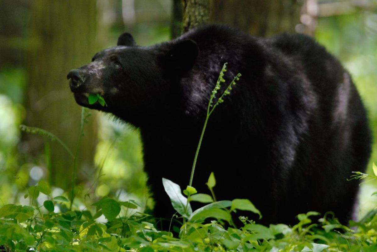In this 2016 file photo, a bear wanders Great Smoky Mountains National Park.