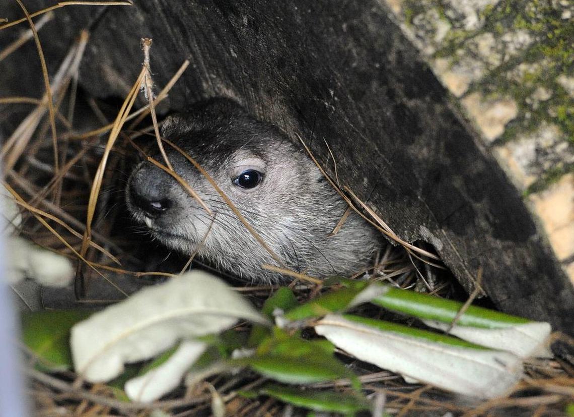 In this 2017 Charlotte Observer file photo, Queen Charlotte peeks out from under a log in her enclosure at Discovery Place Nature in Charlotte.