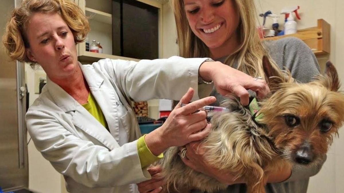 Veterinarian Sarah Hormuth administers a canine flu shot to Zoey, an Australian silky terrier, in this 2015 file photo from Kirkwood, Mo. Canine flu killed two N.C. dogs this year but no recent cases have been reported.