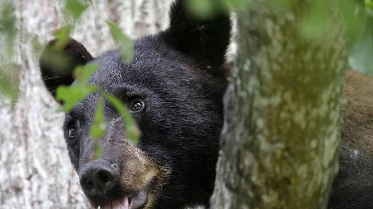 Bears are being spotted in traffic near Charlotte, and someone has hit one on Interstate 485