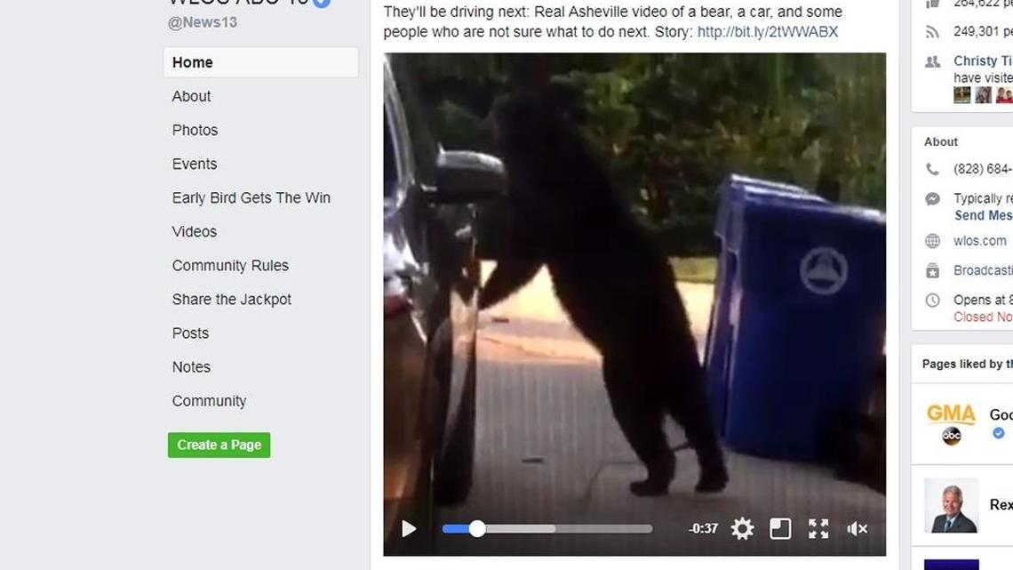 Bear stands up to open car door.