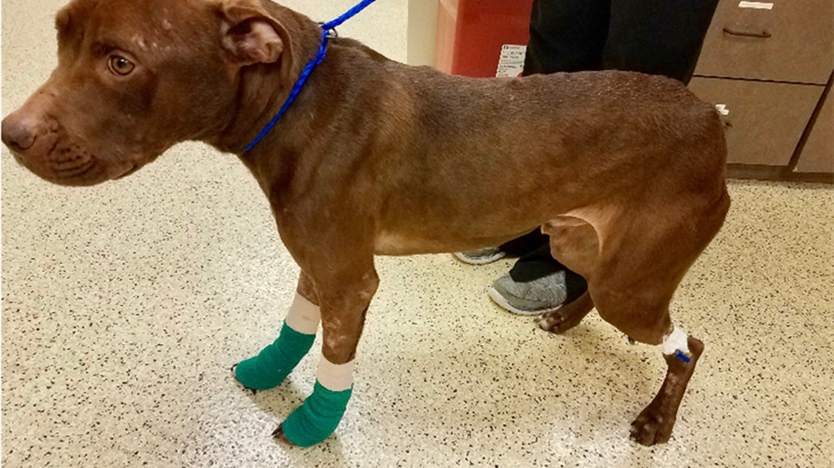 The puppy found with severe injuries in York County.