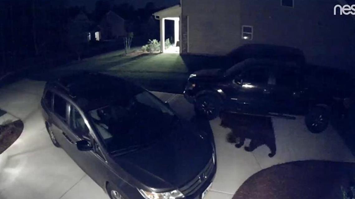 Stacy Watkins said a bear knocked over his garbage can and dragged a trash bag ‘like a sack lunch’ last weekend, Observer news partner WBTV reported.