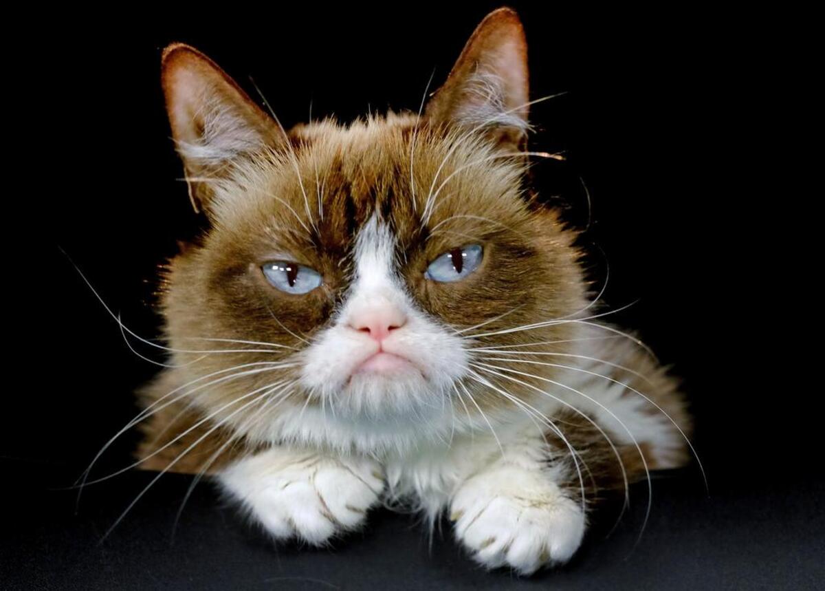 If you feed your cats regular meals at a certain time of day, Daylight Saving Time “can drive them wild,” according to CatTime.com. “Adjusting regular meal time suddenly can have a big impact on your cat’s regular schedule, which can make them pretty grumpy.”