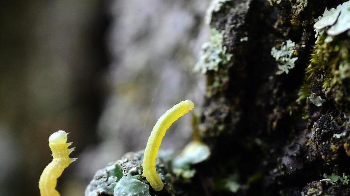 Dealing with canker worms is one of the key responsibilities for the city of Charlotte’s chief arborist.