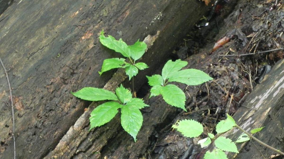 
Ginseng growing from under a log. 

