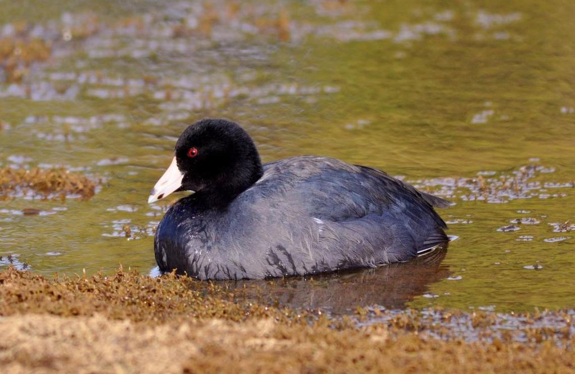 This sick and blind American coot was seen floating in hydrilla in 2012 at the J. Strom Thurmond Reservoir, bordering Georgia and South Carolina on the Savannah, Broad and Little rivers.