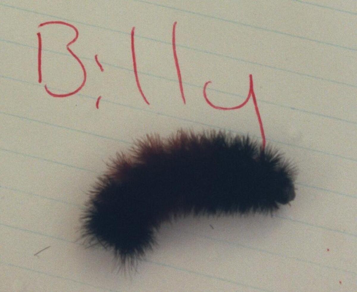 This woolly worm named Billy raced in the festival several years ago.