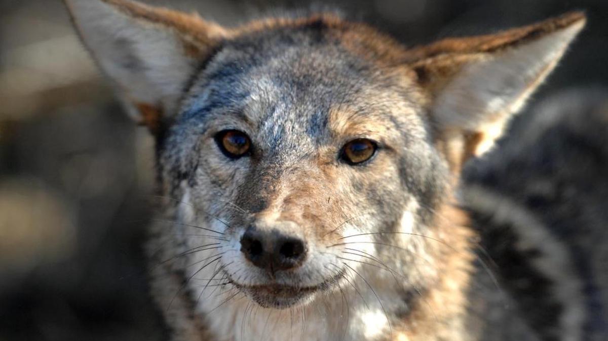 This coyote was photographed at the edge of a pasture in Belmont.