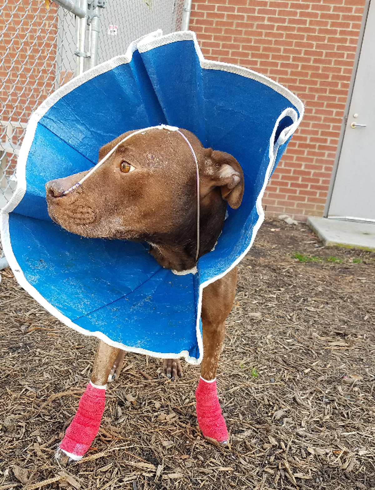 The puppy is now getting the care it needs.