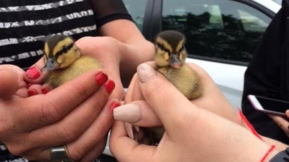 After ducklings fell into a storm drain Wednesday, Pineville police and store employees helped rescue two of the three to four ducklings.