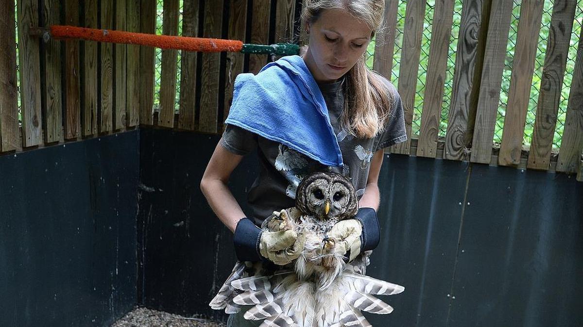 
Raptor center medical coordinator, Carly Smith, retrieves Ned from his enclosure before having his steel implants removed and another X-ray taken. Ned was injured with a broken right shoulder/upper wing. He was taken to the Jim Arthur Raptor Medical center for medical attention. Ned and Nellie are a pair of barred owls that have lived in the Myers Park neighborhood of Charlotte since 2009.
