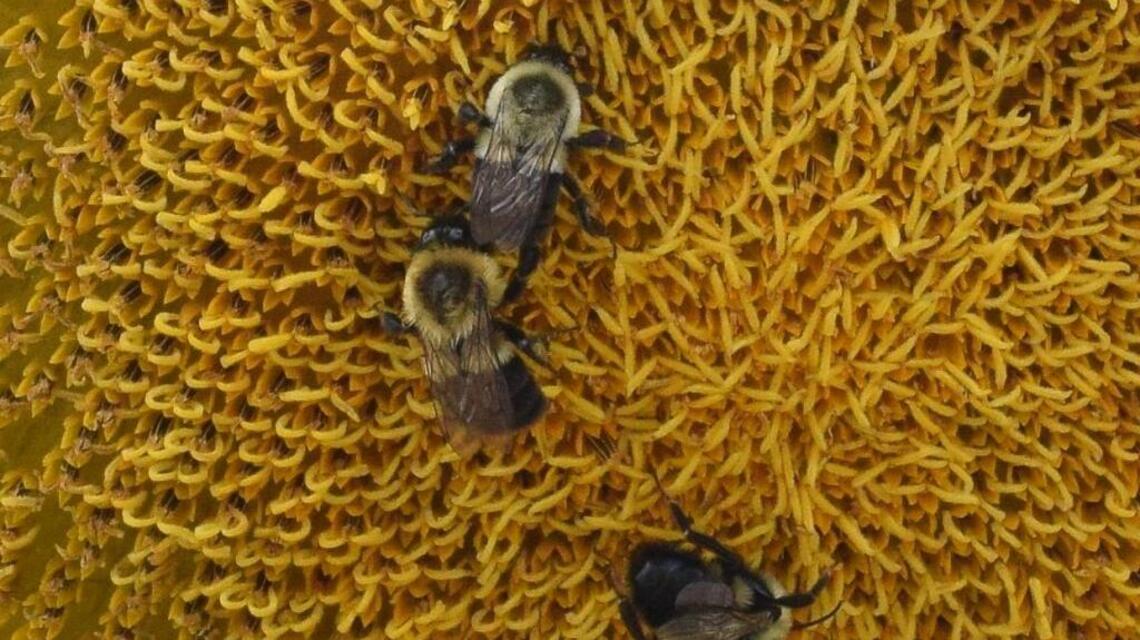 Film, discussion will focus on bee population